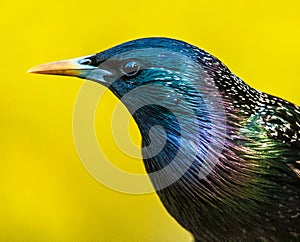 Starling and Forsythia