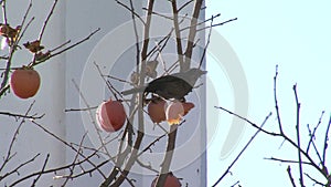 Starling and frozen quince over the grave of Vanga in Rupite, Bulgaria