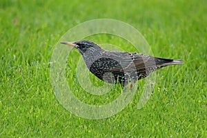 Starling in the Green Grass