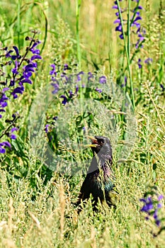 Starling in high grass between flowers