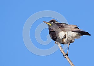 Starling looking ahead