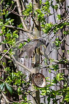 Starling looking down from tree branches to reach a suet feeder