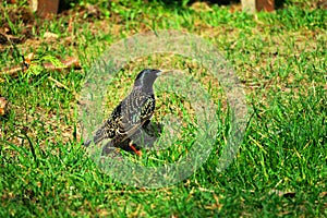 Starling looking for food in the grass