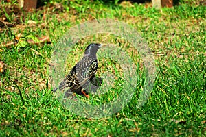 Starling looking for food in the grass photo