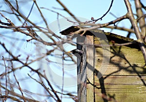 Starling looking out of wooden birdhouse