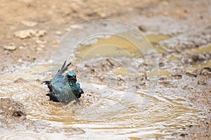 Starling mud bath in Kruger Park