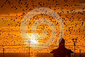 Starling murmuration