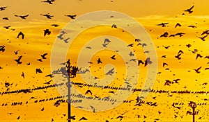 Starling murmuration