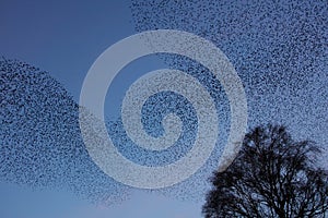 Starling Murmuration at Dusk