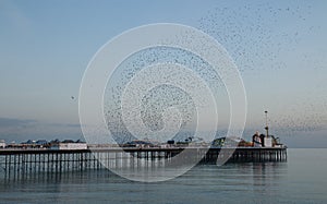 Starling Murmuration over Brighton Pier