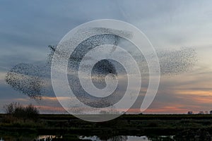 Starling murmuration at sunset