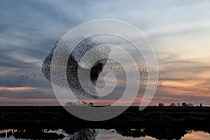 Starling murmuration at sunset in the Netherlands photo