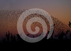 Starling Murmuration