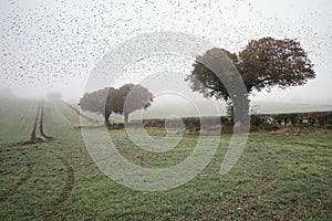 Starling murtmuration in foggy misty Autumn morning landscape in