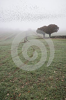 Starling murtmuration in foggy misty Autumn morning landscape in