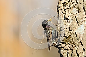 Starling near the nest with building material