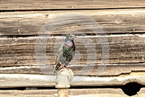 Starling perched in front of a barn