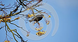 Starling perched in a tree in winter sunshine