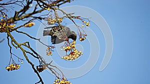 Starling perched in a tree in winter sunshine