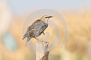 Starling portrait / Sturnus vulgaris