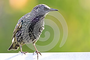 Starling on the roof photo