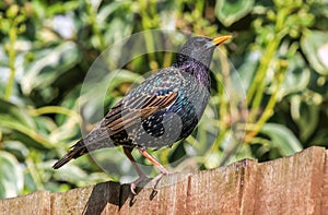 Starling sat on fence in english garden