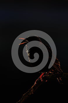 Starling singing in contra light