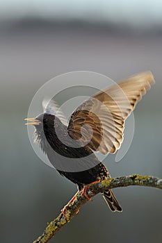 Starling singing in the spring