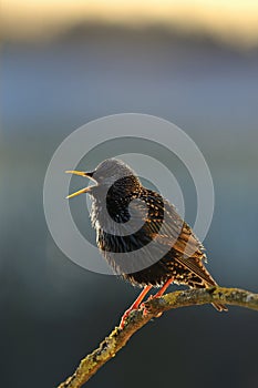 Starling singing in the spring