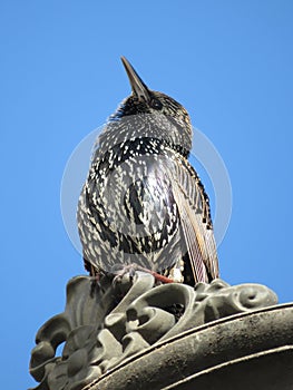 Starling sings sitting on the top of a streetlamp