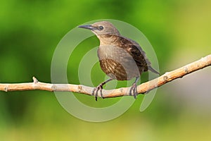 Starling sits on a branch green background sunny day