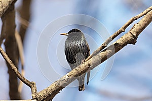 Starling sits on a branch on sunny day