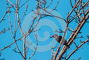 The starling sits on the tree branch of his beak are bugs for posterity. Concept of care in the wild nature