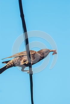 The starling sits on the wire of his beak are bugs for posterity. Concept of care in the wild nature