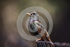 Starling sitting on a bench in NYC