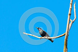 Starling sitting on dry branch