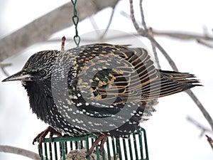 Starling sitting on top of Suet Cage