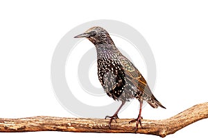 A Starling Standing Upright on a Branch