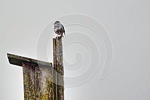 Starling staying on a bird house