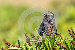 Starling Sturnus vulgaris