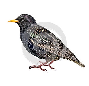 Starling Sturnus vulgaris