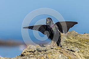 Starling (Sturnus vulgaris