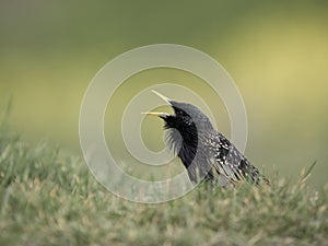 Starling, Sturnus vulgaris