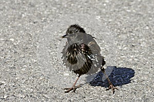 Starling, Sturnus vulgaris,