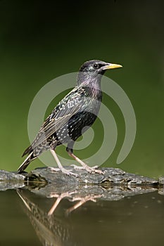 Starling, Sturnus vulgaris