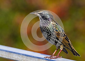 Starling (Sturnus vulgaris)