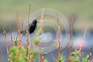 Starling, Sturnus vulgaris