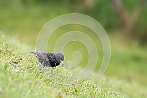 Starling, Sturnus vulgaris