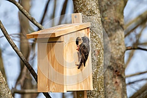 Starling Sturnus vulgaris at the birdhouse