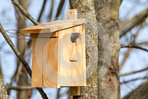 Starling Sturnus vulgaris at the birdhouse